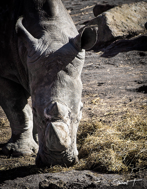 Rhino Brouteur