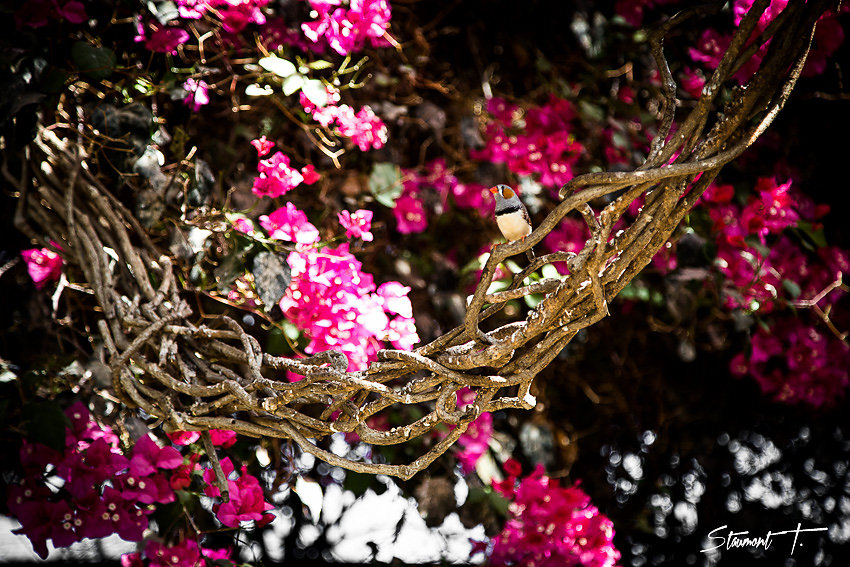 Mandarino-Méli-Mélo